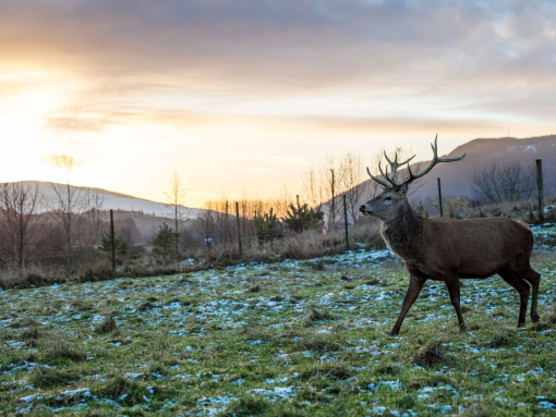 A stag with large antlers in a field with light snow on the ground