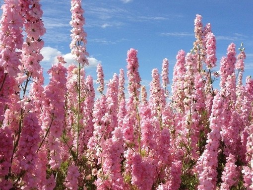 Close up of pink coloured flower blossoms
