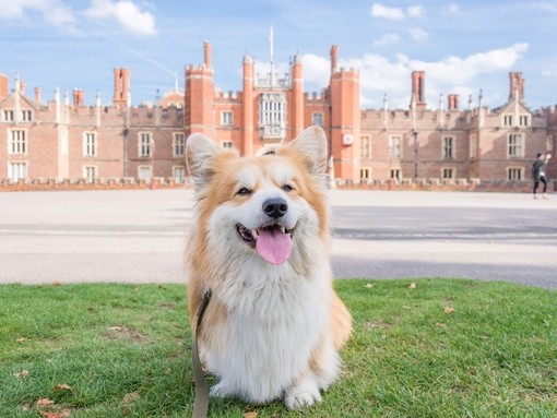 A Corgi dog sitting on grass in front of the Palace