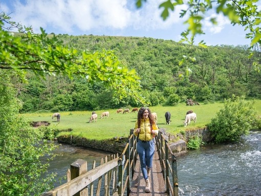 A woman walks across a wooden bridge with a field with cows beyond