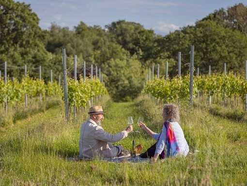 A man and a woman raise a toast in a vineyard