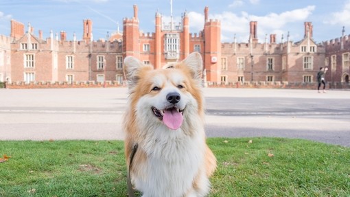 A Corgi dog sitting on grass in front of the Palace