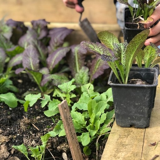 Close up of vegetable plants being planted out at the Green House Hotel, Bournemouth