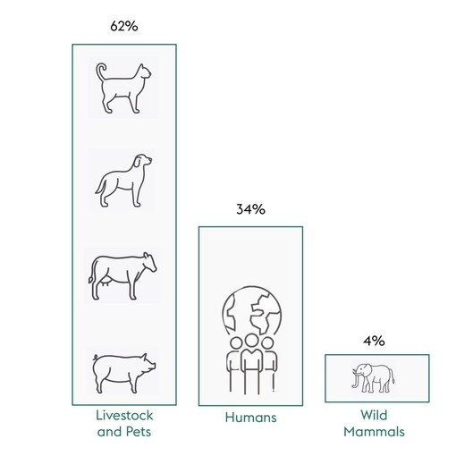 Illustration of the decline in biodiversity